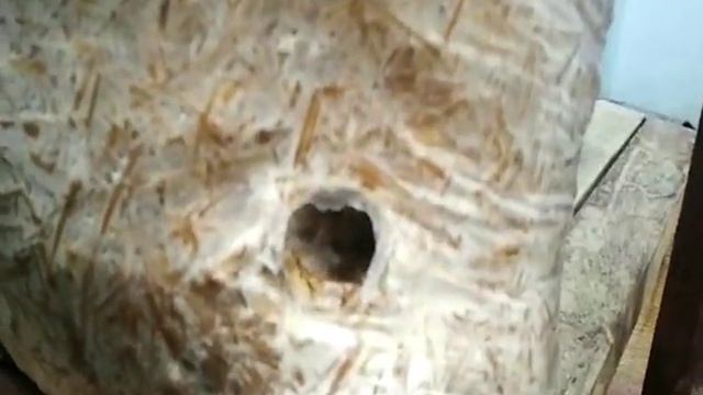 Мыши повредили грибной блок (on a mushroom unit attacked mouse) смотреть онлайн