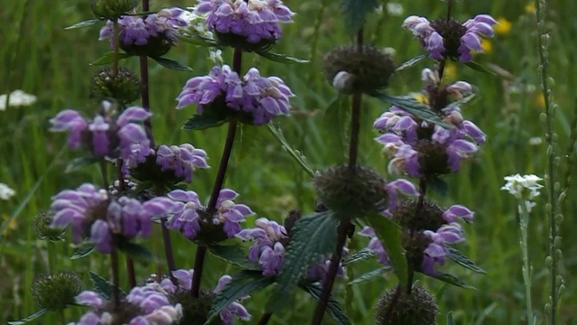 А лето пахнет травами смотреть онлайн