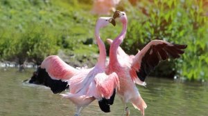Звуки фламинго: как поют фламинго
