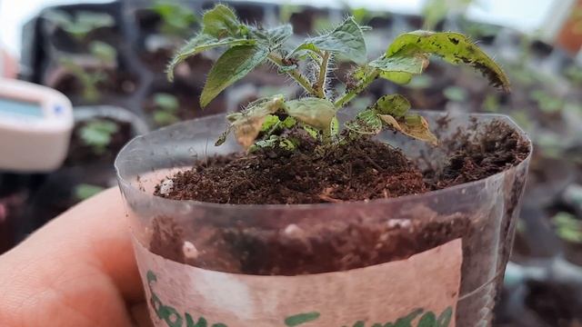 Моя земляничка. Кормлю сапропелем. Жара +41. смотреть онлайн