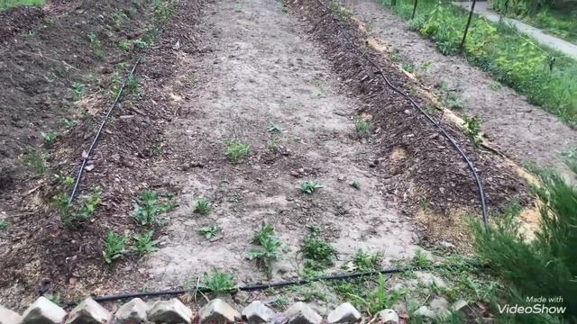 Biopon, комплексное удобрение для голубики. смотреть онлайн