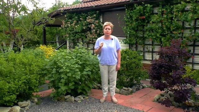 Как избавиться от тли в саду и огороде. Как избавиться от тли без химии. СУПЕР СРЕДСТВО ОТ ТЛИ!