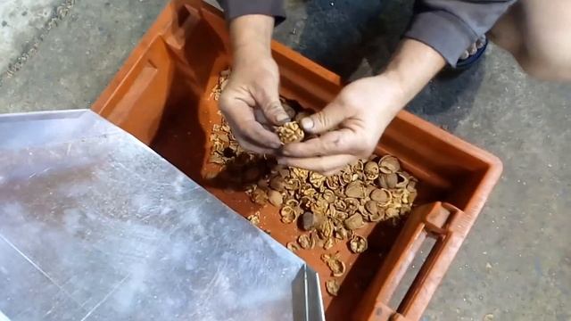 Орехокол конусный прижимного типа смотреть онлайн