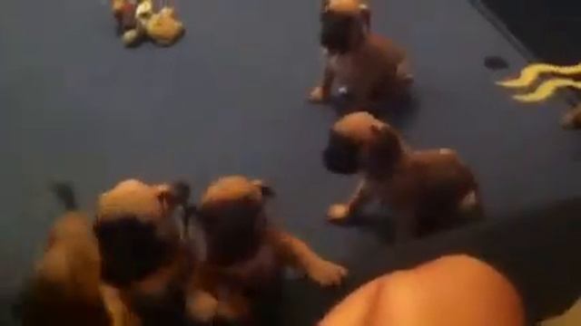 Щенки породы Боксер