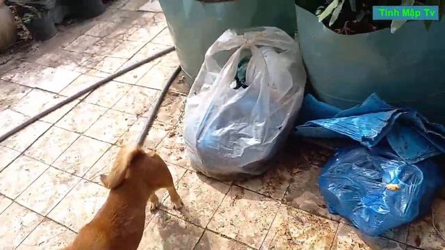 Bo Sua Tìm Chỗ Mát смотреть онлайн