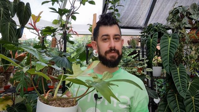 Propagating Cutting Directly Into Lechuza Pon Successfully