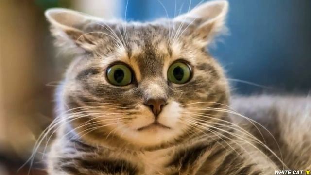 ЧЕГО БОЯТСЯ КОШКИ Больше Всего на Свете? смотреть онлайн