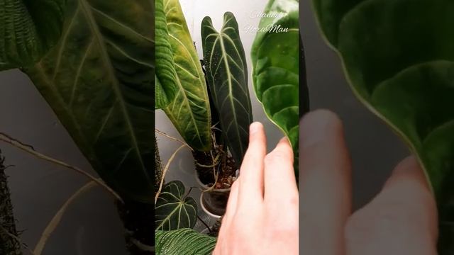 #plant #anthurium смотреть онлайн
