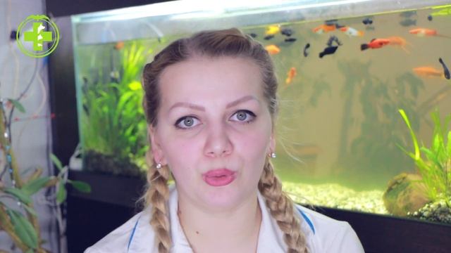 Стоит ли заводить белку дома? // Советы Ветеринара // Сеть Ветклиник Био-Вет смотреть онлайн