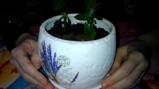 Как я размножаю каланхоэ смотреть онлайн