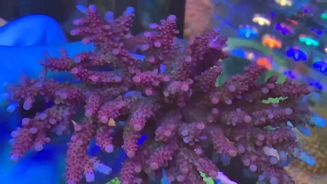 PC Rainbow Acro. Интернет магазин REEF EXCLUSIVE смотреть онлайн