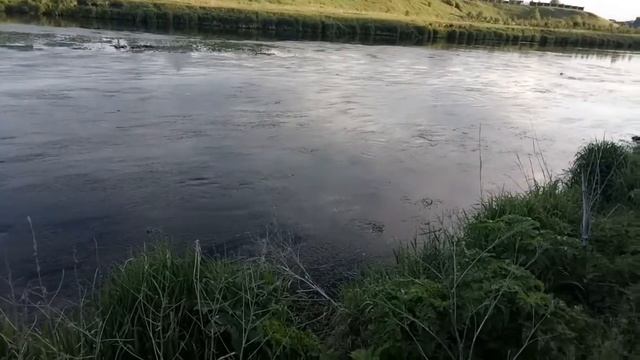 Нерест Сазана. смотреть онлайн