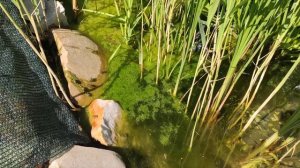 Чистая вода в пруду, нитчатка и цветение воды.