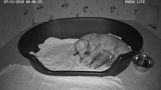 Питомник Я Такса