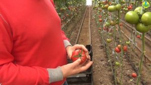 Лучший среди розовых томатов для летне-осеннего оборота в сегменте Sakata с идеальным вкусом.