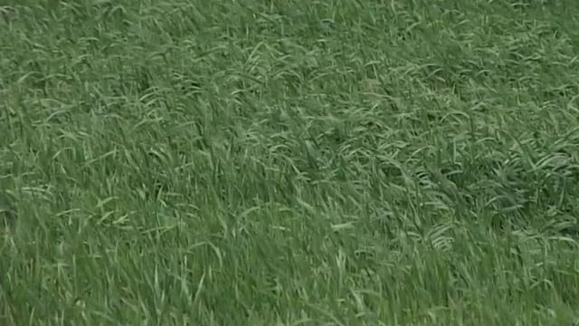 Посадка Картофеля в ООО Латкин смотреть онлайн