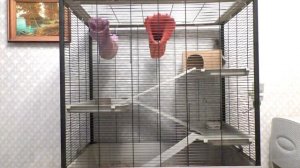 Выбор клетки для крыс. Новая клетка для крысы. Размер клетки для крысы