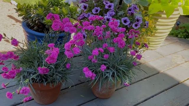 Dianthus Pink Fire смотреть онлайн