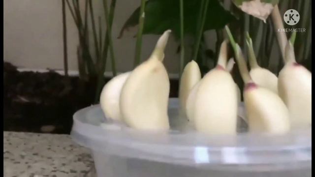 ZEPHY | How to Grow Garlic Quickly at Home смотреть онлайн