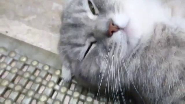 ШОТЛАНДСКИЙ ВИСЛОУХИЙ КОТ ШУНЯ ВАЛЯЕТСЯ. смотреть онлайн
