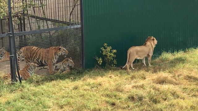Молодые львы сдружились с тиграми! Тайган Young lions have made friends with tigers! Taigan смотреть онлайн
