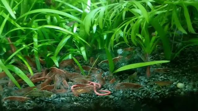 Куча мала криля ;) смотреть онлайн