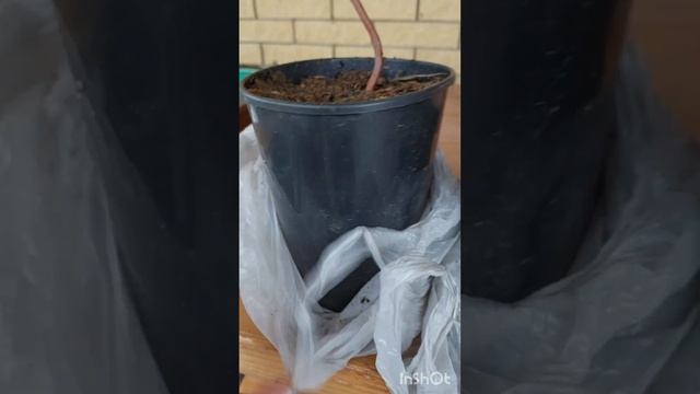 Распаковка посылки из Авито: Кипарисовик Кашмирский? смотреть онлайн