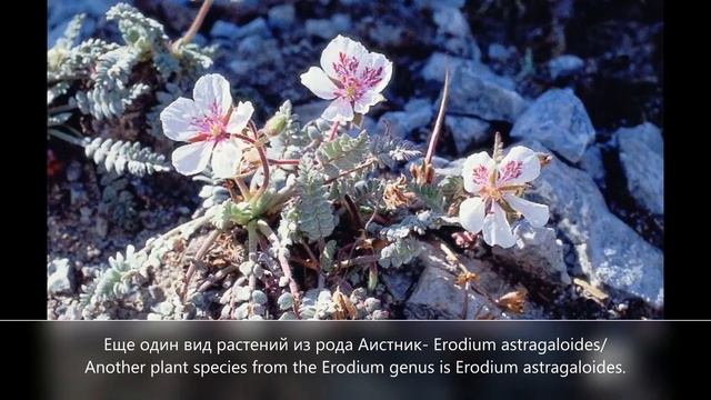 Аистник обыкновенный/ Eródium cicutárium/ Сommon stork's-bill/ Gewöhnlicher Reiherschnabel смотреть онлайн