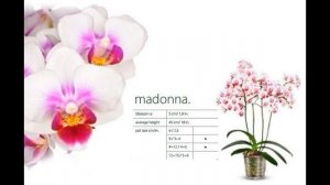 Орхидеи  Фаленопсисы название и сорт.