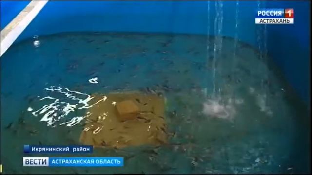 Более 40 тысяч особей молоди осетров отправились в естественную среду обитания смотреть онлайн