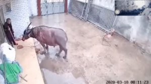 Бык напал на человека и растерзал его  Китайская коррида напала на хозяина