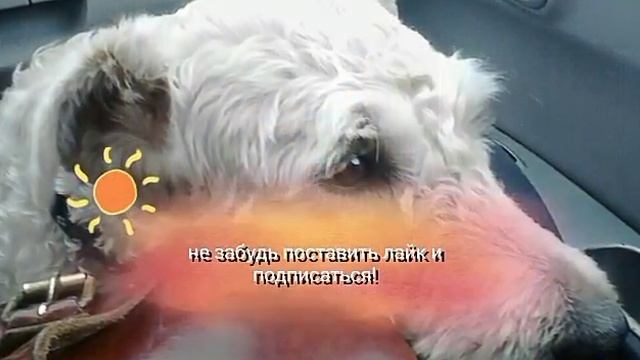 Картинки зверей и добрую колдунью! смотреть онлайн