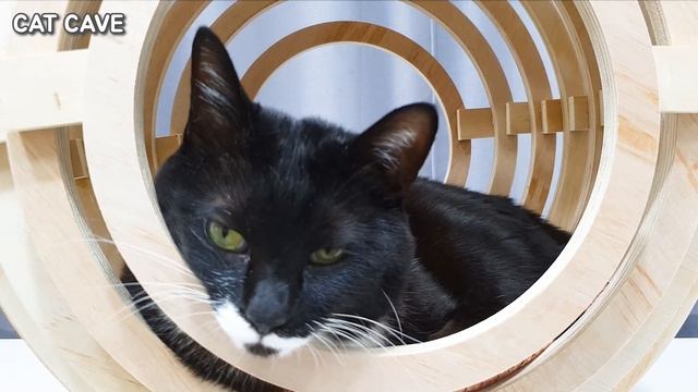 10 Amazing DIY Cat House & Bed #3 смотреть онлайн