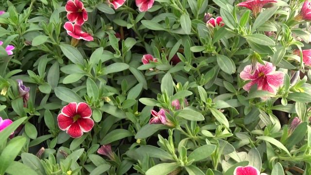 Calibrachoa 'Callie Cherry Ribbon' смотреть онлайн