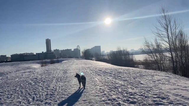Утренний долгий выгул смотреть онлайн