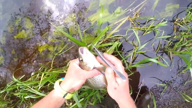 Голавль и майский жук : Практика ловли с Валерием Сикиржицким смотреть онлайн