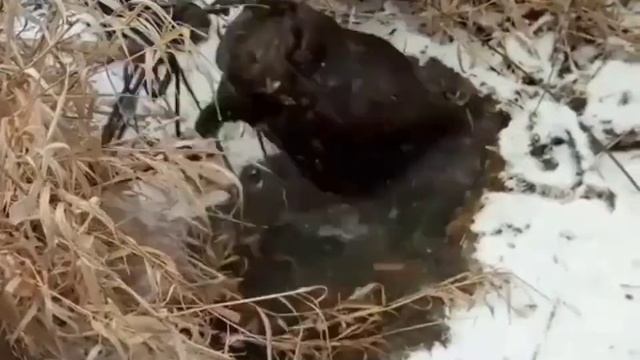 Ловля бобров зимой. смотреть онлайн