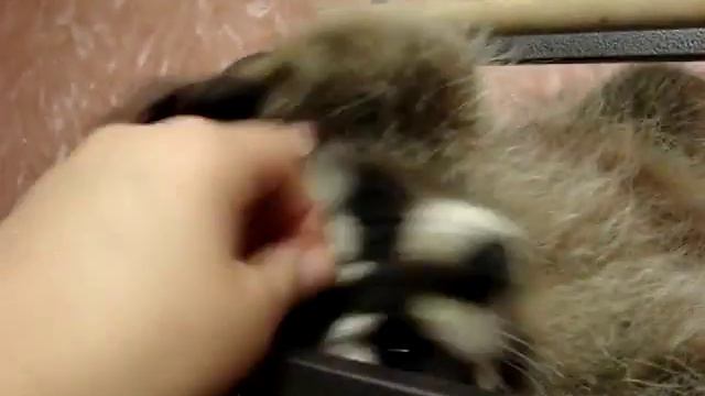 Приколы с животными Енот полоскун Варька 113 смотреть онлайн