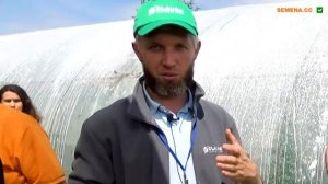 Томат Макан F1: Відео, опис, відгуки. День поля