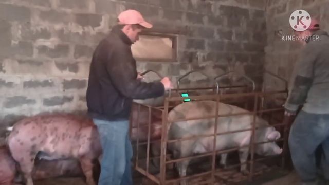 Вес 6 Месячных поросят Гибридов ,Мать Пьетрен Дюрок,Отец Дюрок , смотреть онлайн