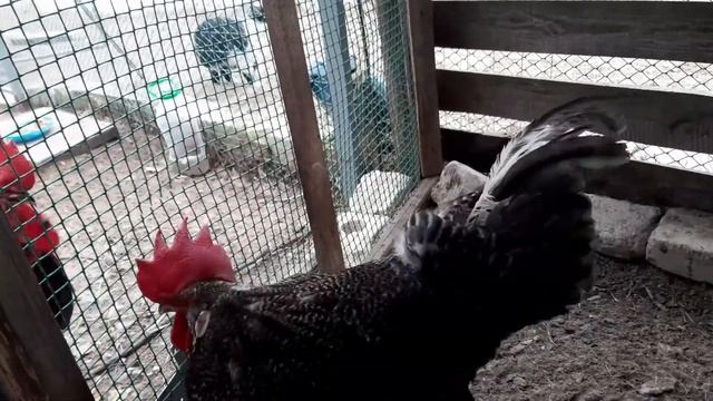 Как выбрать хорошего петуха