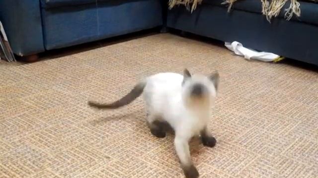 Котята тайские, 9.02.14 (Язгуль х Тесей МК) смотреть онлайн