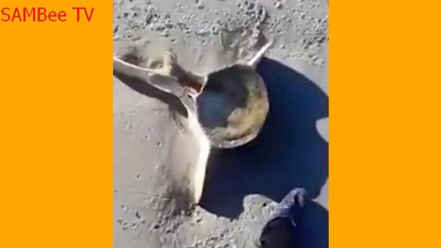 Half buried whale corpses found on Sakhalin Island in Russia смотреть онлайн