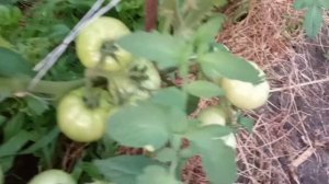 Самые урожайные томаты.Катюша,Примадонна.Кусты гнуться от тяжести томатов.