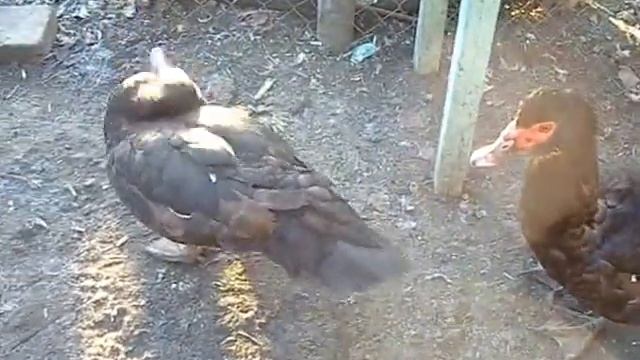 Смотреть всем! Танцуют домашние утки! The Muffin Man! смотреть онлайн