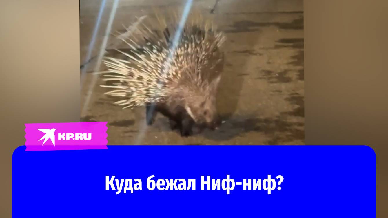 Дикобраз Ниф-Ниф сделал подкоп и сбежал из зоопарка, распугивая всех своими иголками