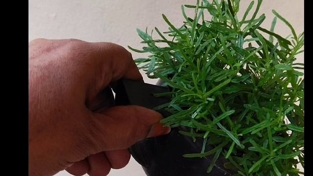 # Hemigraphis Repanda green смотреть онлайн