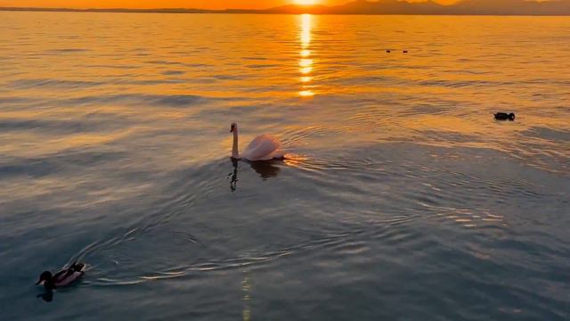 The Swan (Vocal) Official Music Video смотреть онлайн