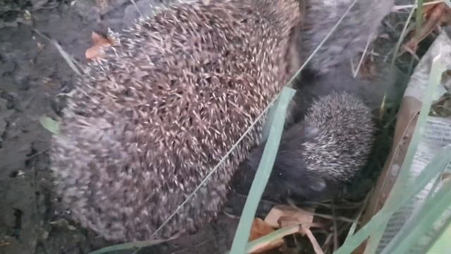 ДАЧА / А У НАС ЕЖАТА ???? смотреть онлайн