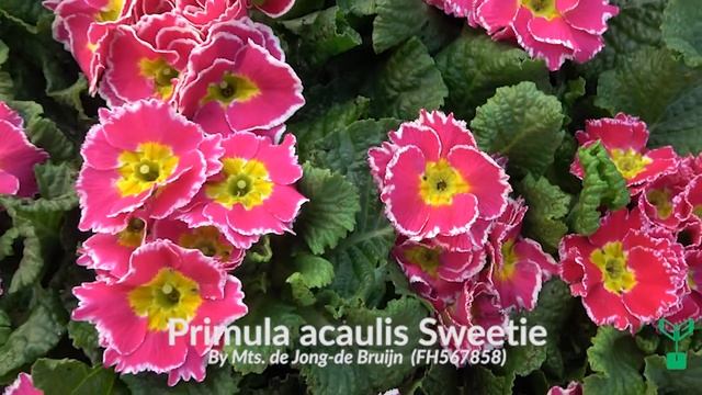 Be My Valentine incl. growers information смотреть онлайн